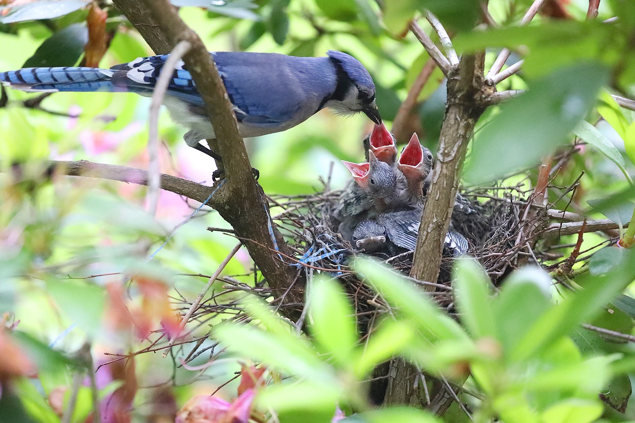 blue-jays-2642107_1280.jpg blue-jays-2642107_1280.jpg
