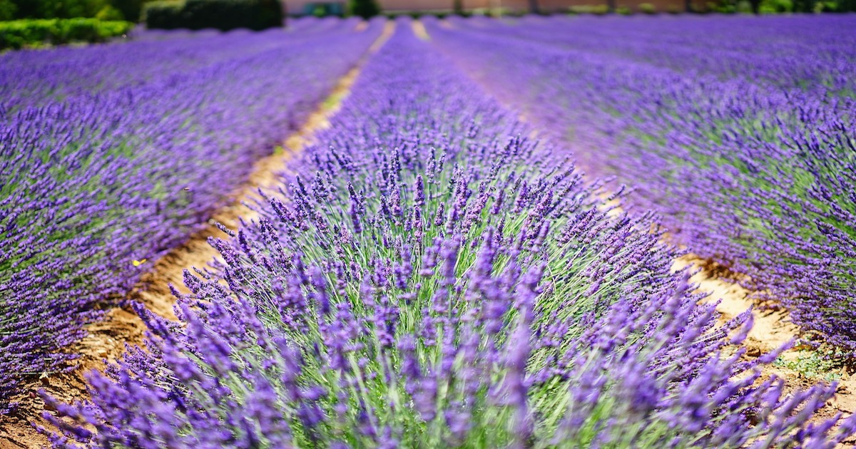 lavender-flowers-1595487_1200.jpg